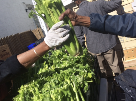 Color photo of 2 hands holding celery bunch.