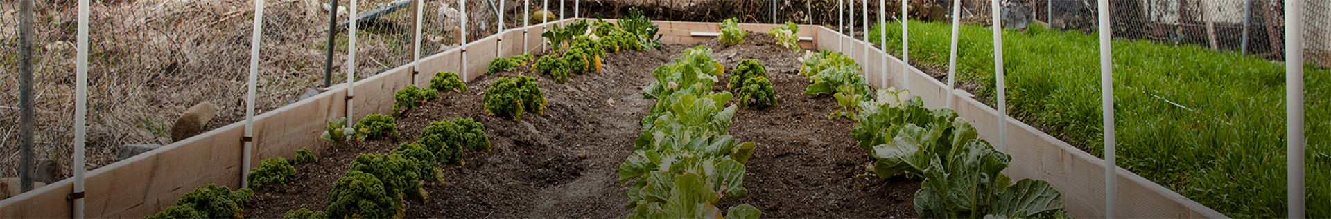 Horizontal color photo of vegetable garden rows.